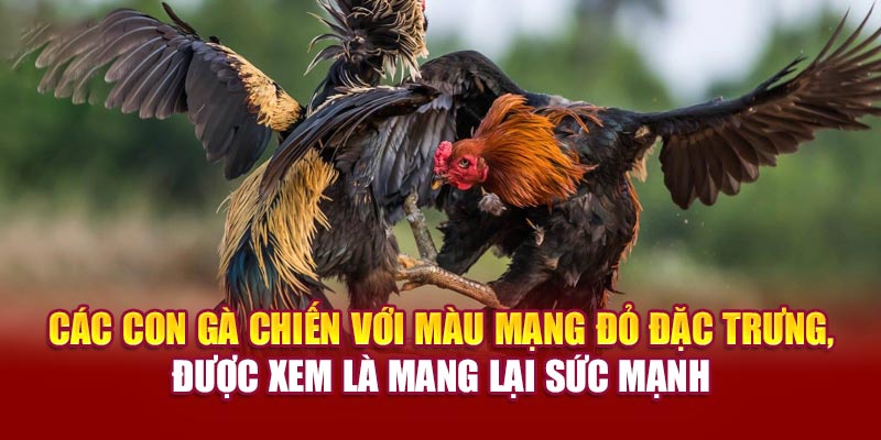 Các con gà với màu mạng đỏ đặc trưng, được xem là mang lại sức mạnh