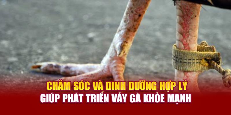 Chăm sóc và dinh dưỡng hợp lý giúp phát triển vảy gà khỏe mạnh