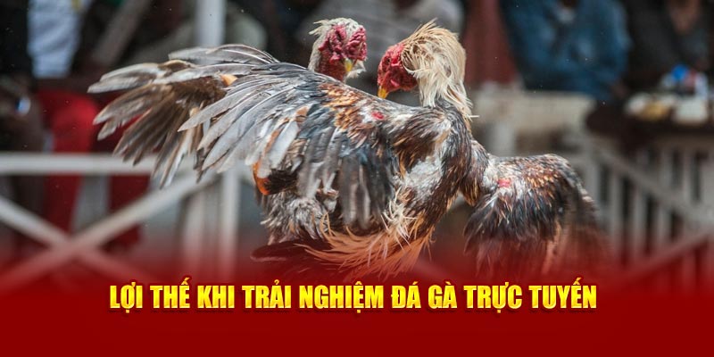 Lợi thế khi trải nghiệm đá gà trực tuyến tại 89bet