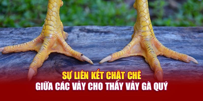 Sự liên kết chặt chẽ giữa các vảy cho thấy vảy gà quý