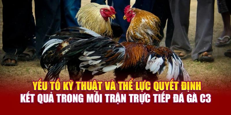 Yếu tố kỹ thuật và thể lực quyết định kết quả trong mỗi trận trực tiếp đá gà C3